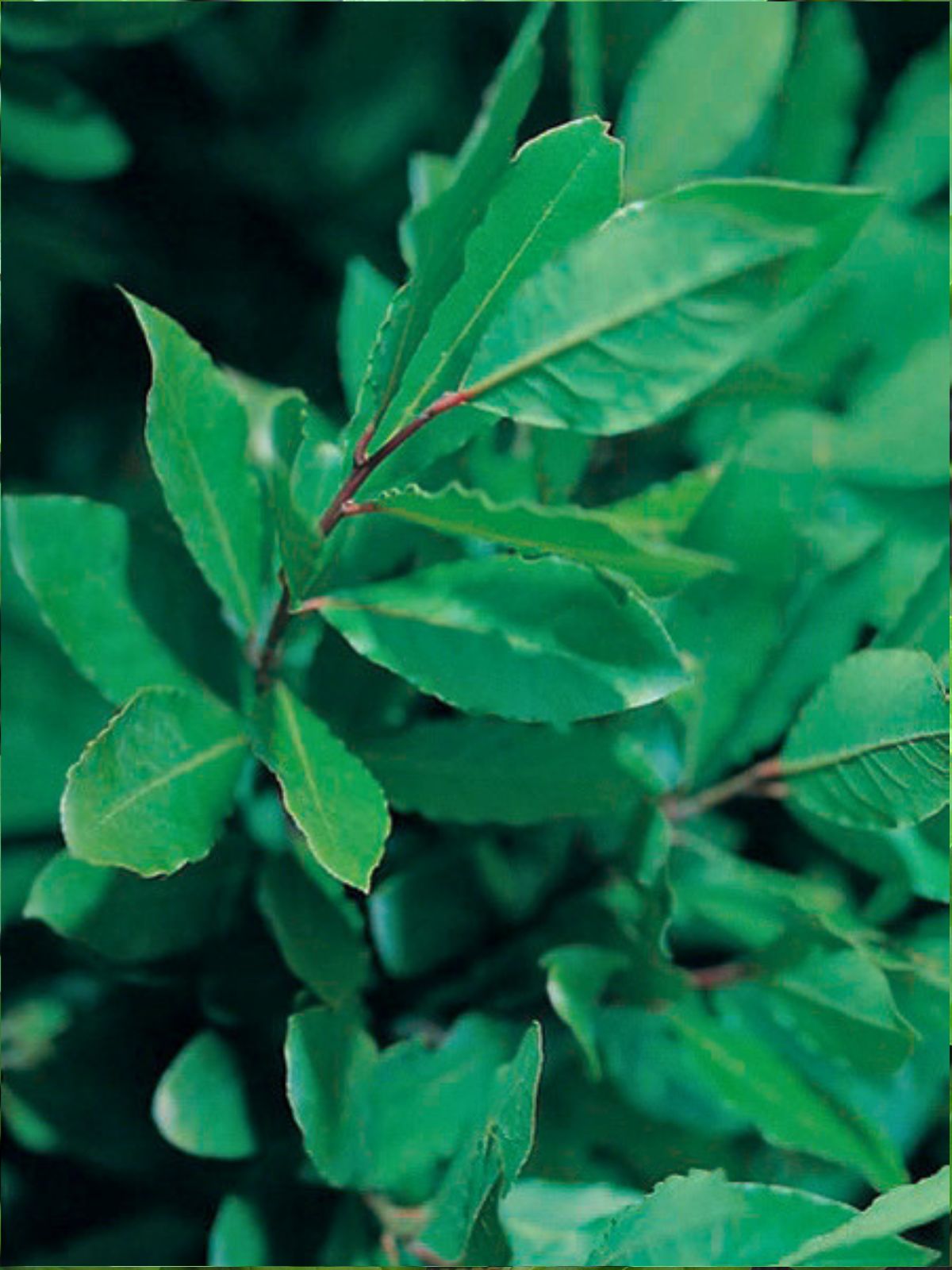 Basil Thai