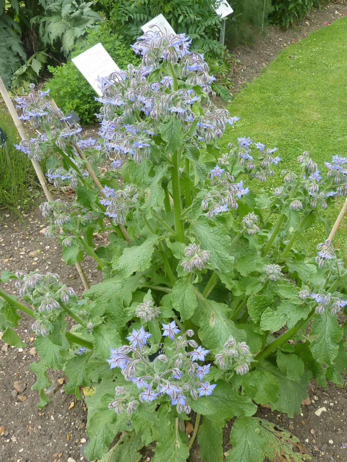 Borage