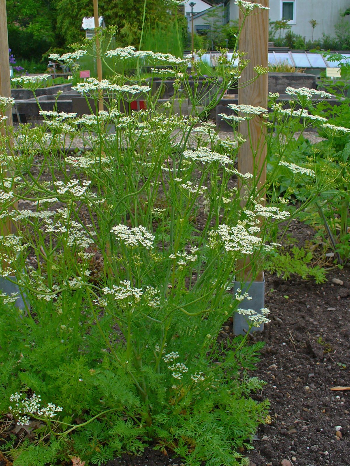Caraway
