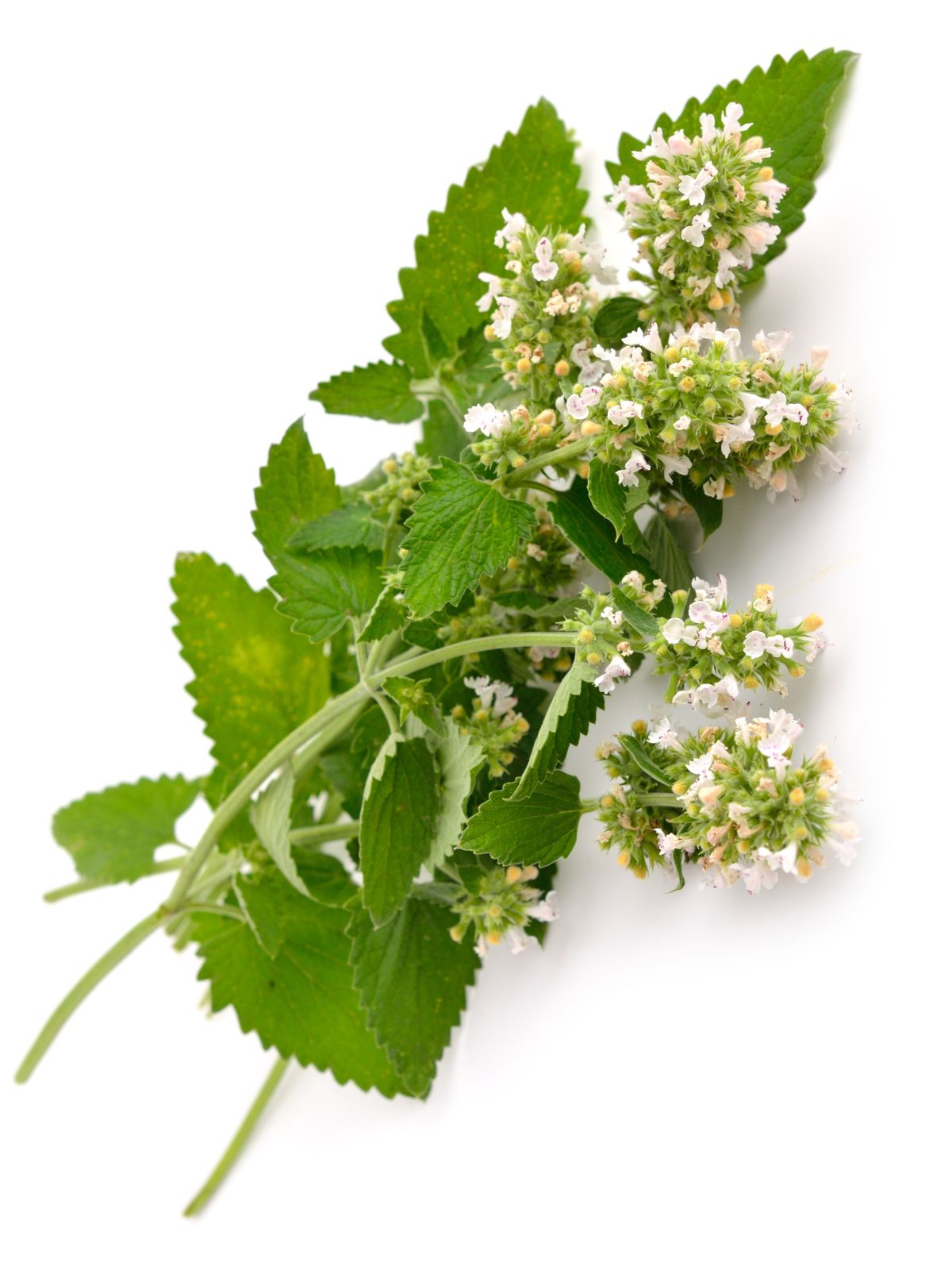 Catnip