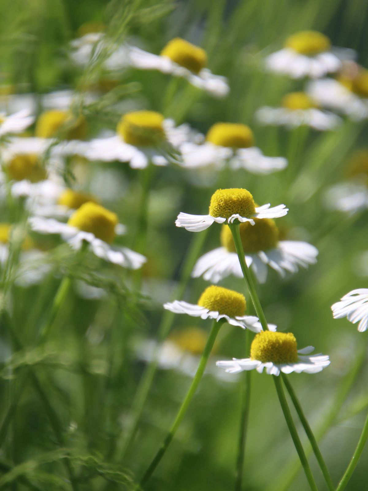 Chamomile