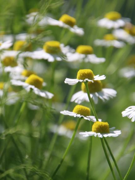 Chamomile