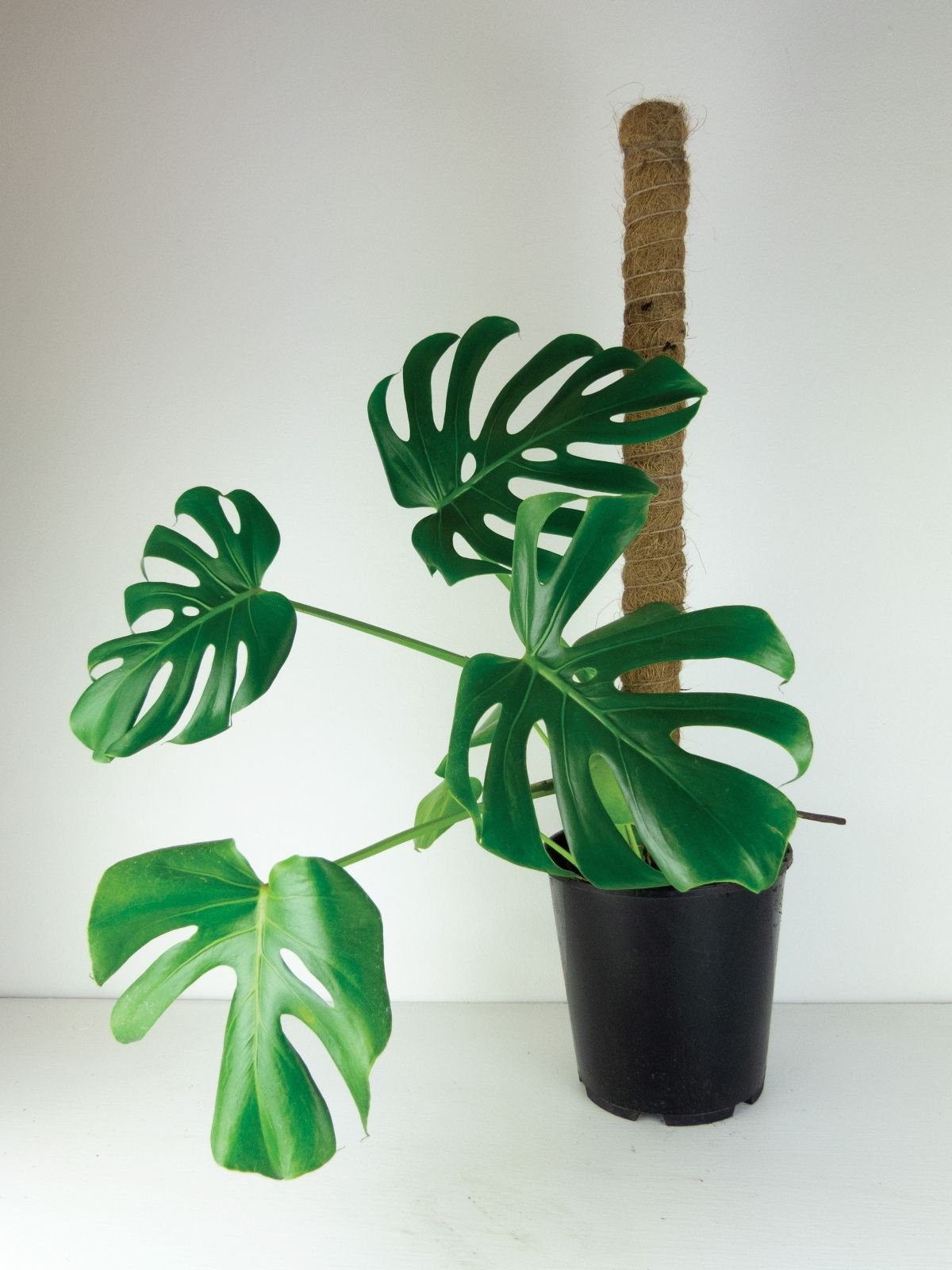 Taming Your Monstera