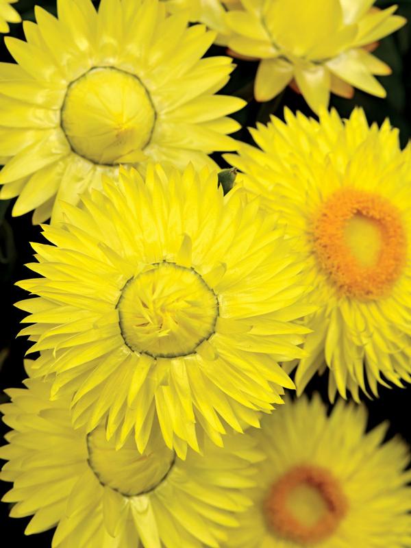 Cottage Bracteantha Lemon 14cm