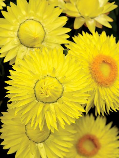 Cottage Bracteantha Lemon 14cm