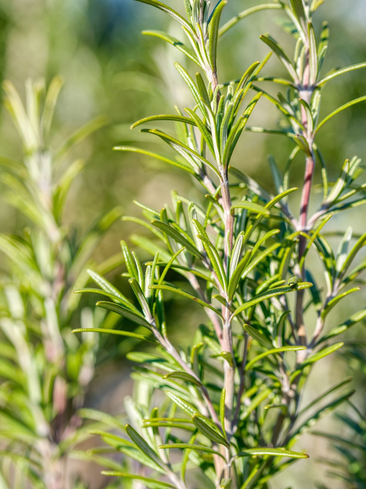 Rosemary 