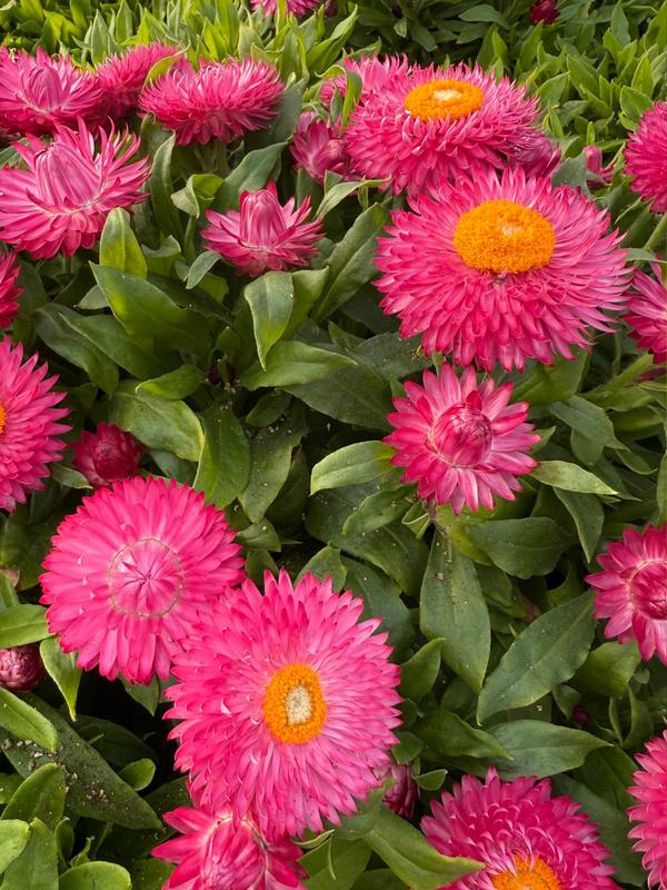 Cottage Bracteantha Pink 1.5
