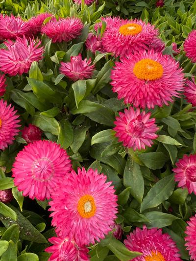 Cottage Bracteantha Pink 1.5