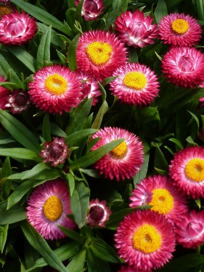 Cottage Bracteantha Rose 1.5