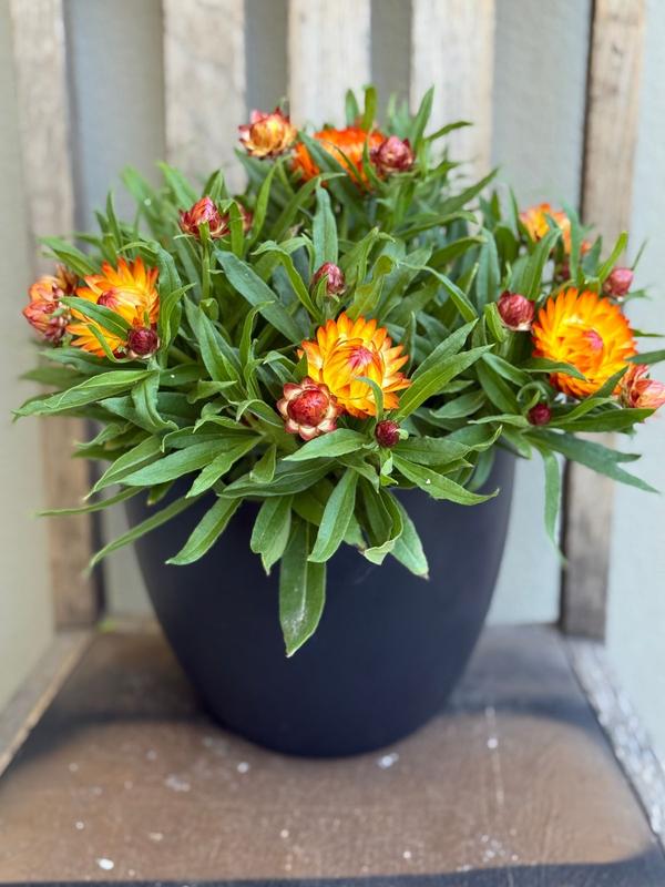 Cottage Bracteantha Toffee 1.5