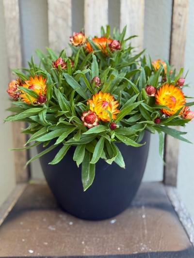 Cottage Bracteantha Toffee 1.5