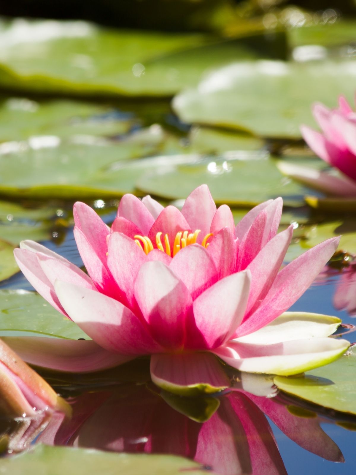 Growing Waterlilies