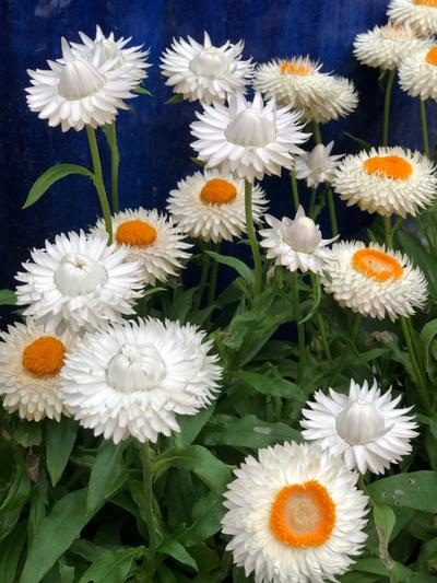 Cottage Bracteantha White 1.5