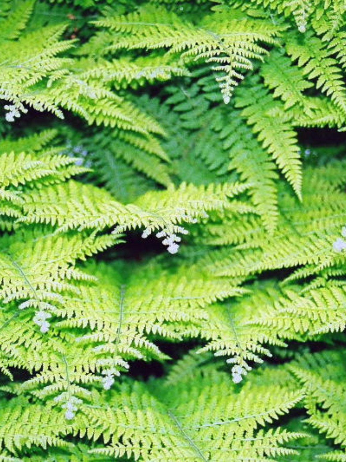 Growing Outdoor Ferns
