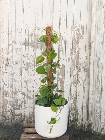 Philodendron Cordatum ´Heart Leaf´ 27cm