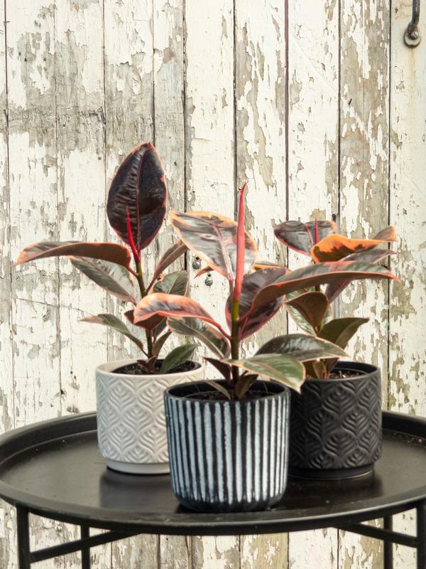 Ficus Elastica Variegata ´Ruby´