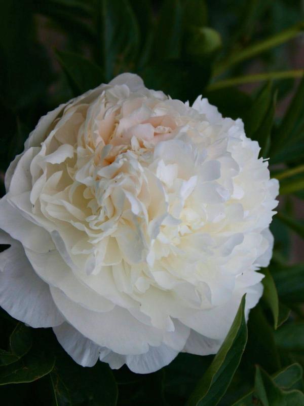 Paeony Baroness Schroeder Pale Pink