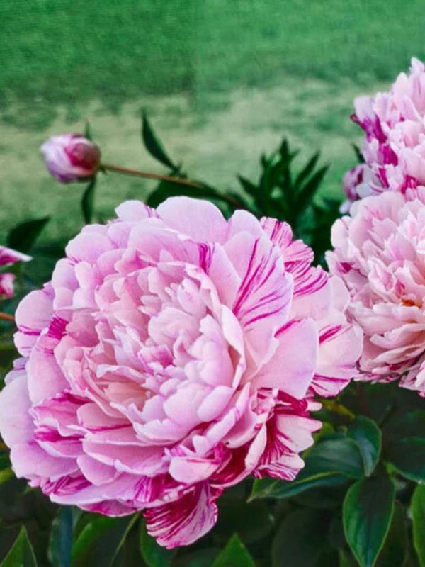 Paeony Baroness Schroeder Pale Pink