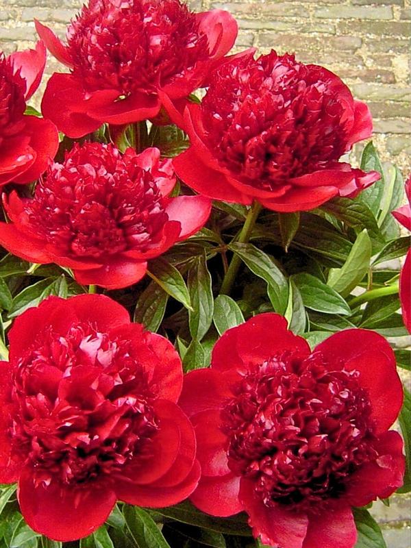 Paeony Red Charm