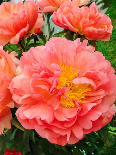 Paeony Coral Sunset