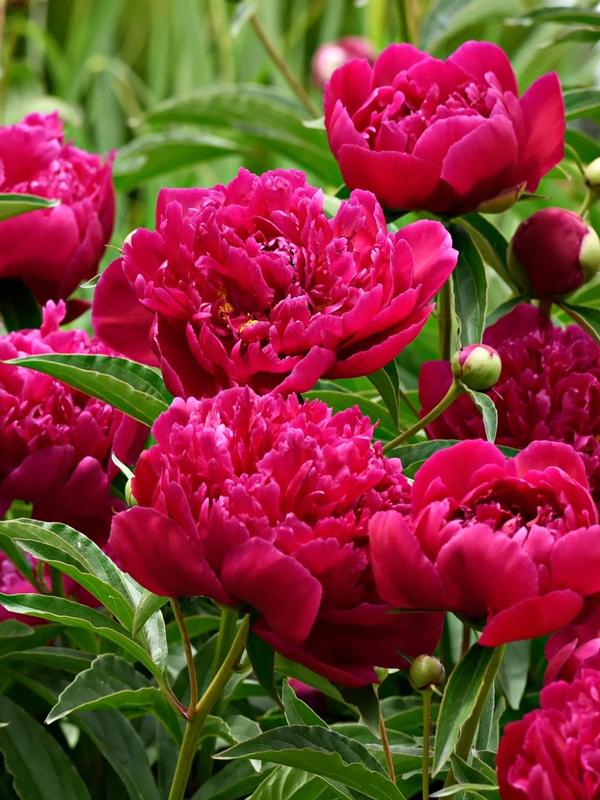 Paeony Kansas Deep Pink