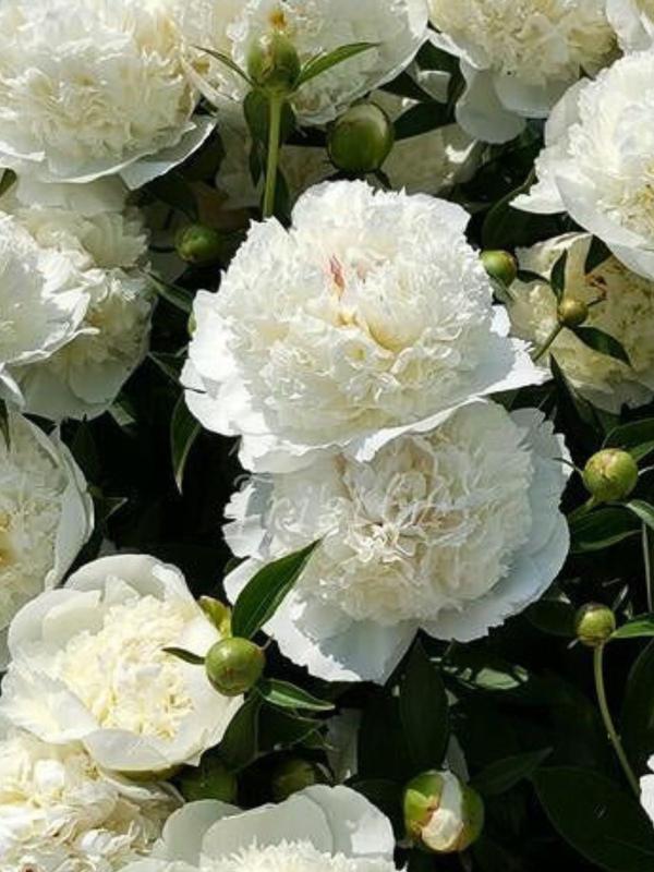 Paeony Lancaster Imp.