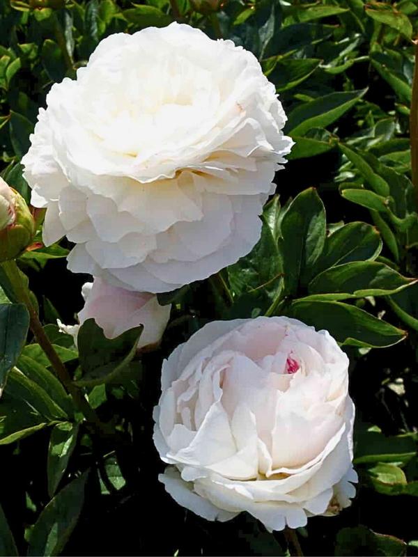 Paeony Mother´s Choice