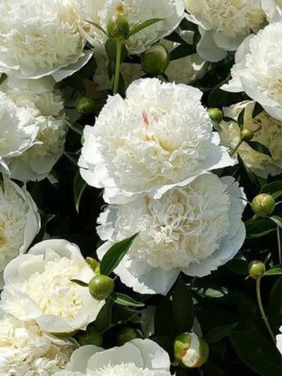 Paeony Lancaster Imp.