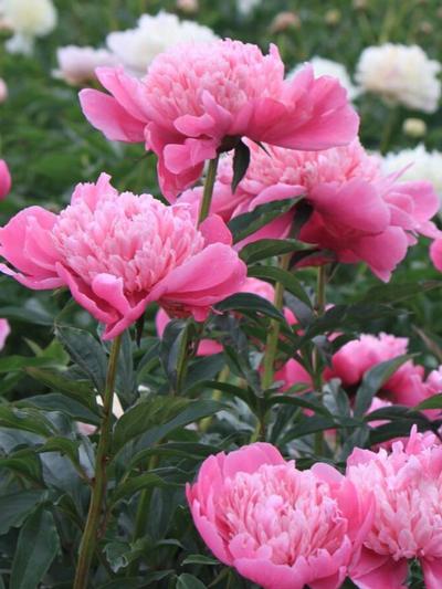 Paeony Vivid Rose