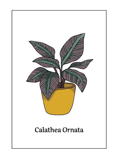 Botanical Print Ornata A5