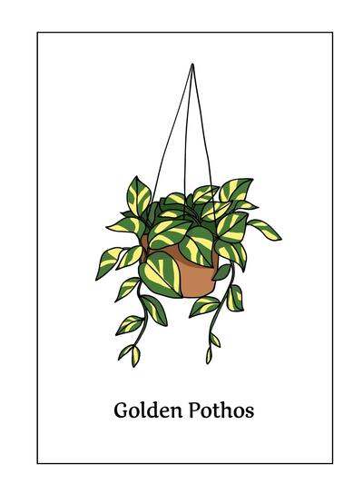 Botanical Print Golden Pothos A4 