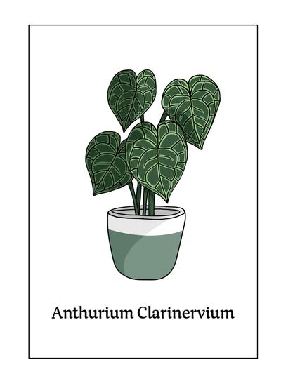 Botanical Print Anthurium Clarinervium A4 