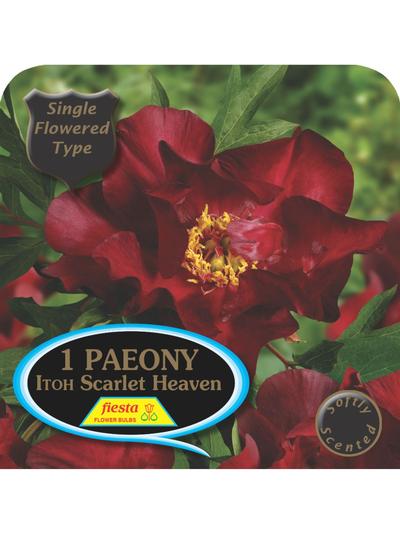 Paeony ITOH Scarlet Heaven