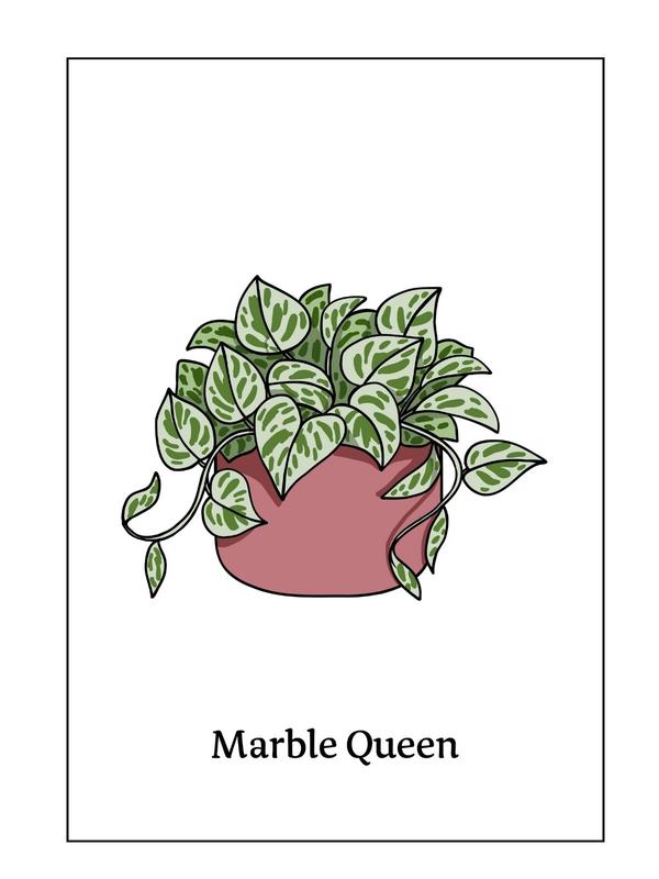 Botanical Print Marble Queen A5 