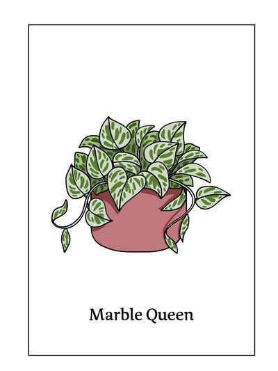 Botanical Print Marble Queen A4  