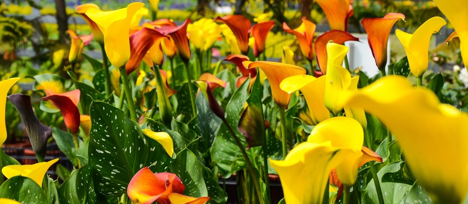 Calla Lillies