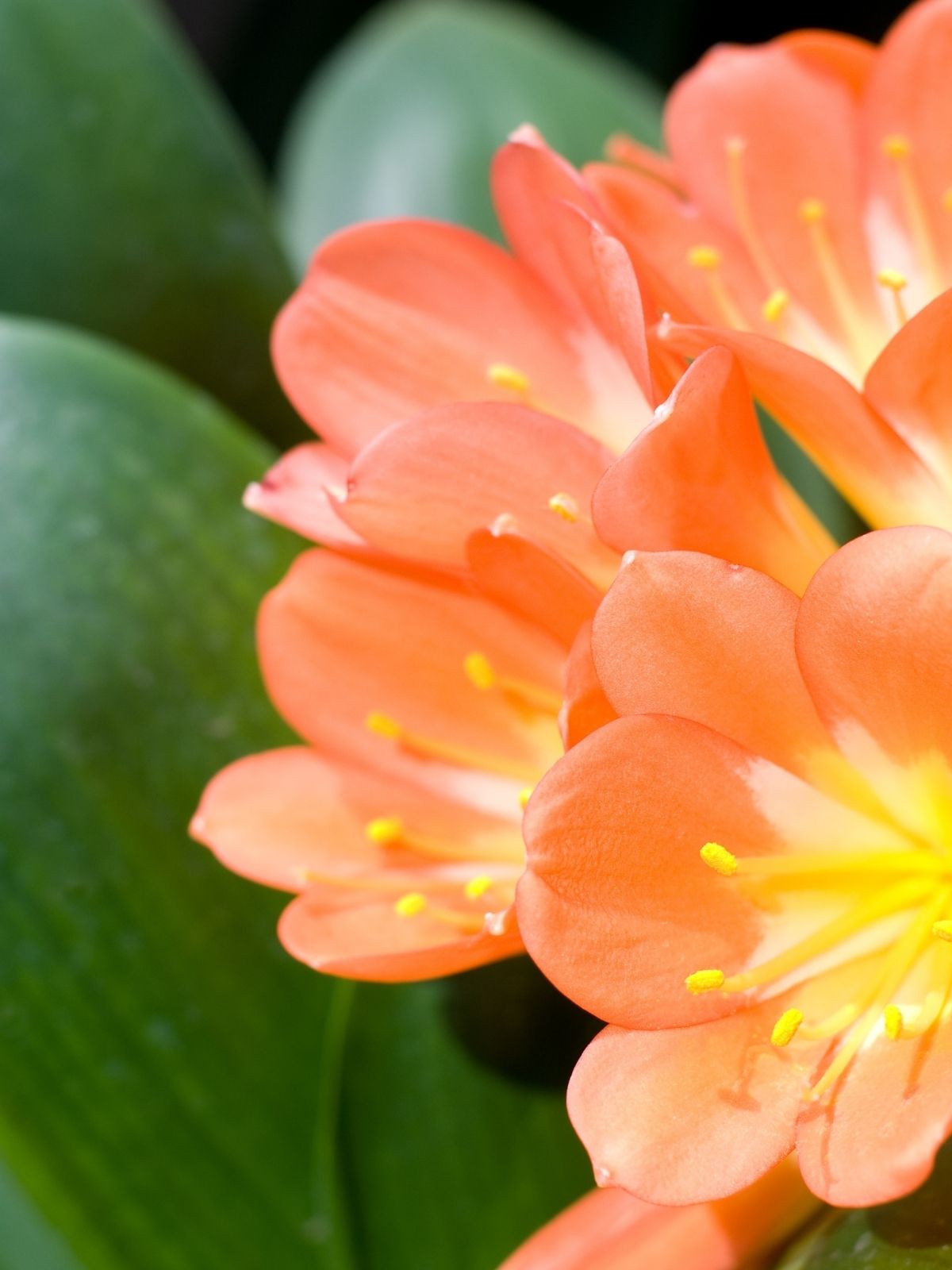 Clivia