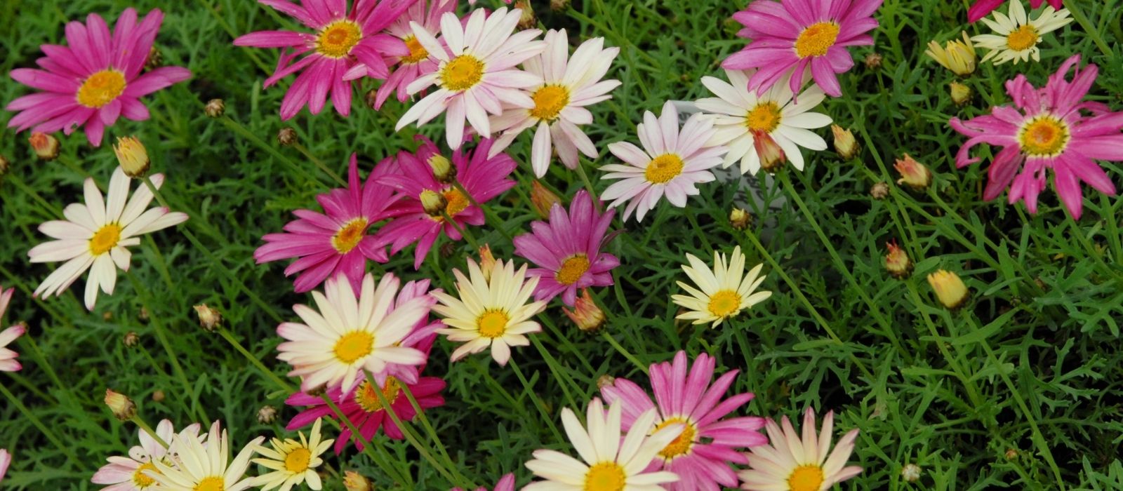 Growing Daisies Growing Daisies