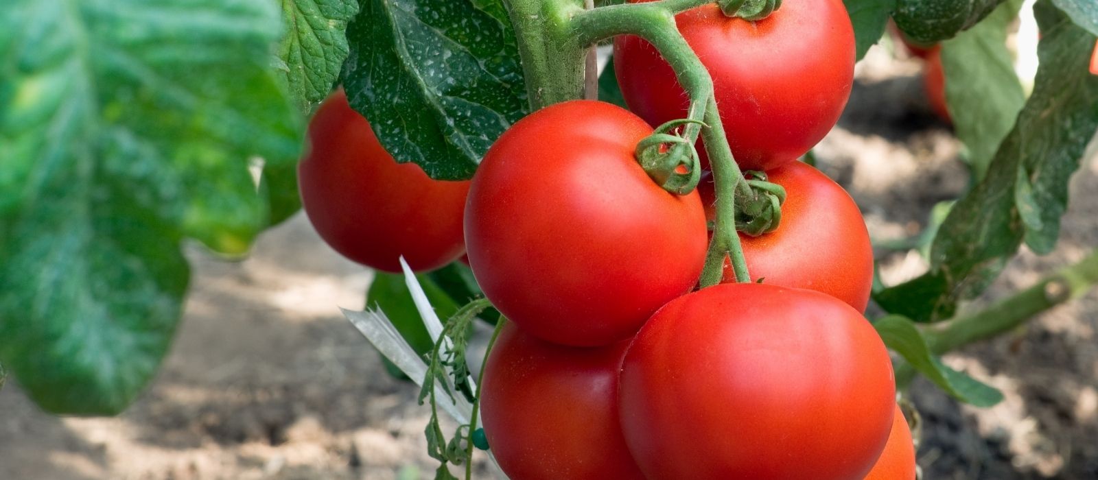 Tomatoes – The Ultimate Growing Guide Tomatoes – The Ultimate Growing Guide