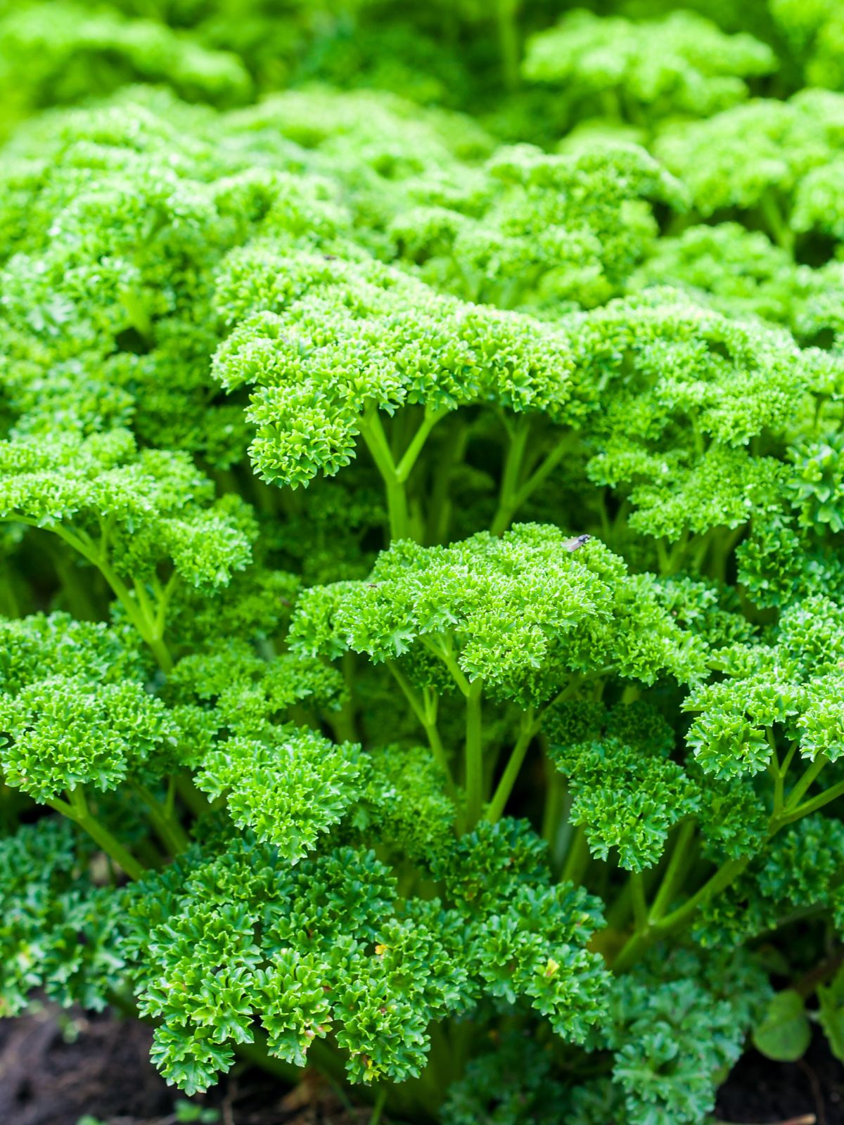 Basil Emerald Towers