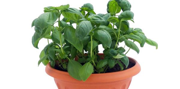 vege bowls, herb bowls, pet bowls