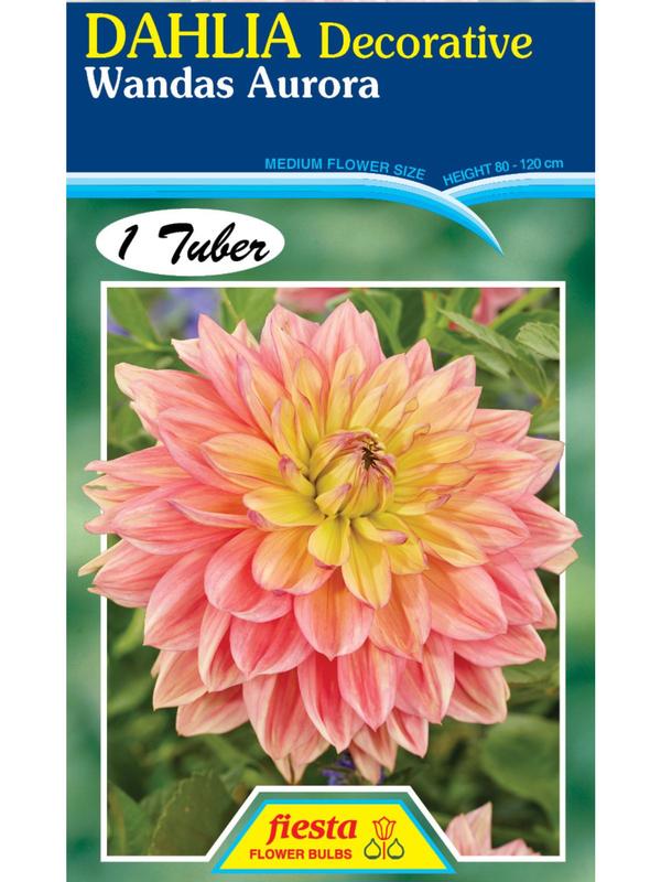 Dahlia Wandus Aurora