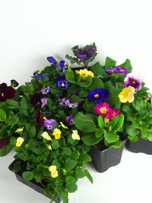 Winter Colour Bundle