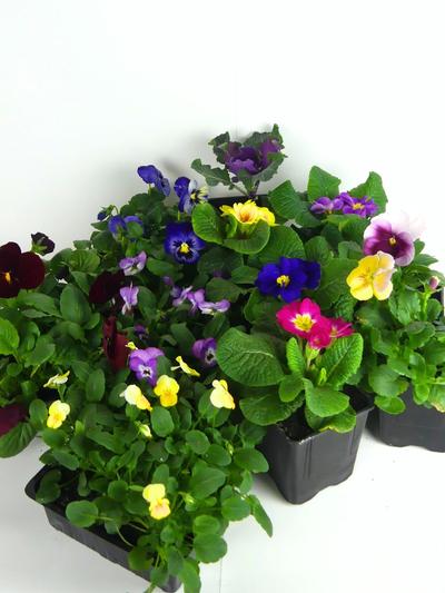 Winter Colour Bundle