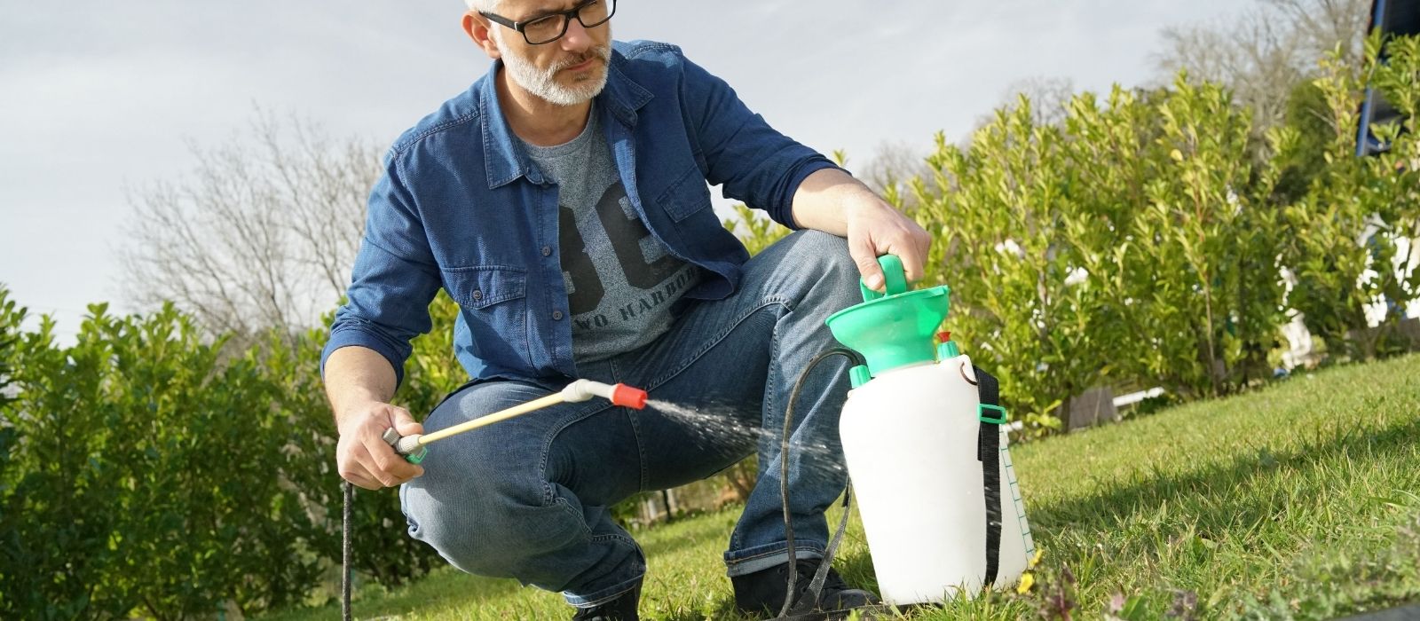 Lawn - Weed Control Lawn - Weed Control