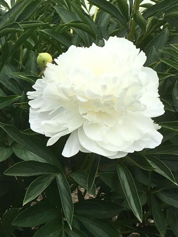 Paeony White Ivory