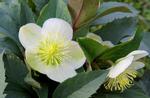 Helleborus care, Helleborus maintenance