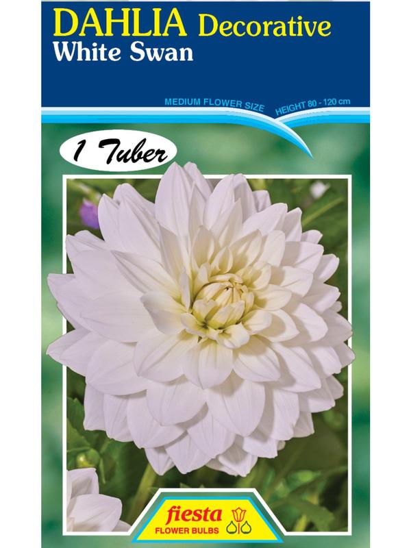 Dahlia White Swan