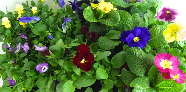 Winter Colour Bundle, grown by us