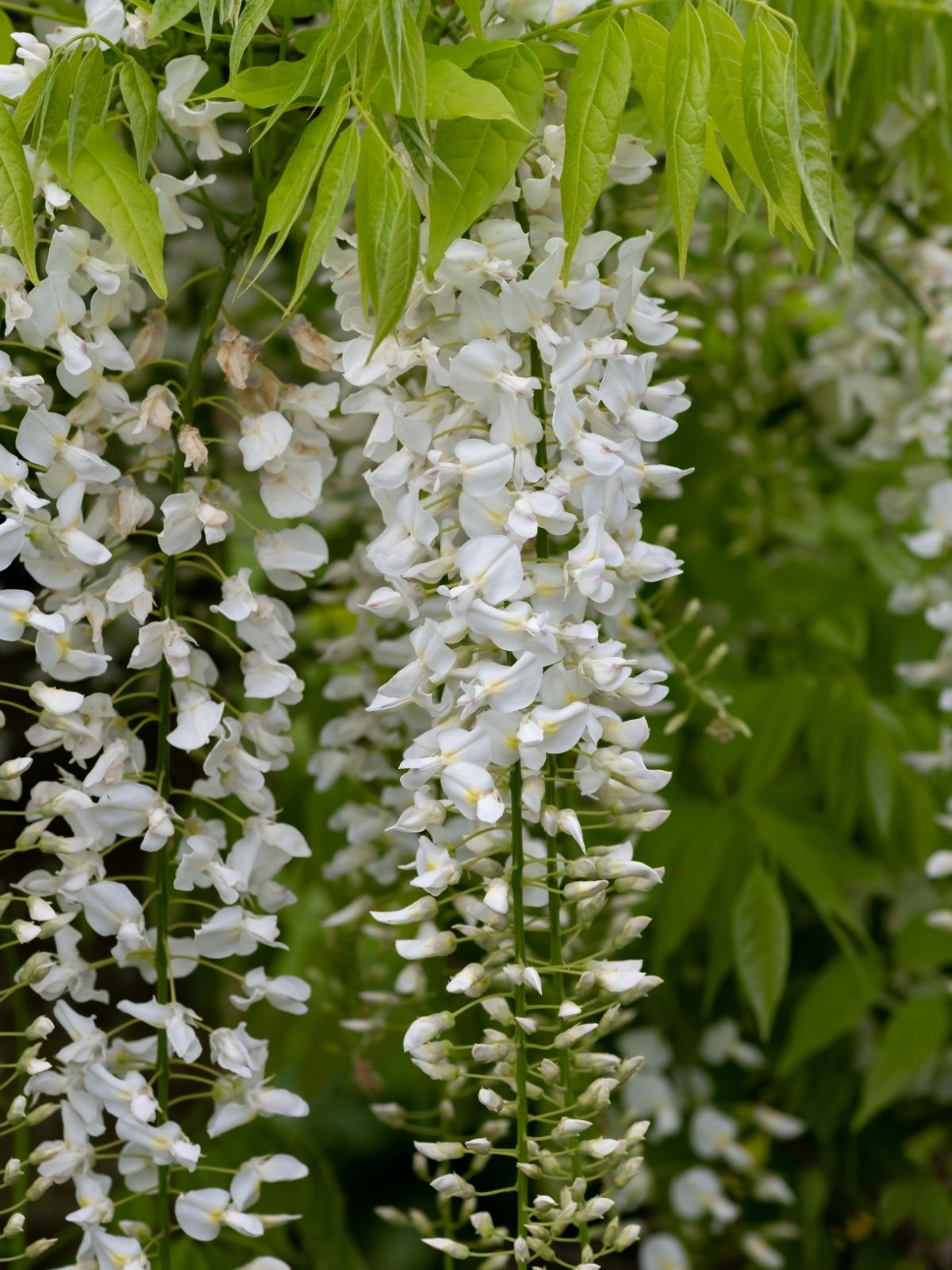 Growing Wisteria